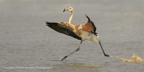 Flamingo Greater 313