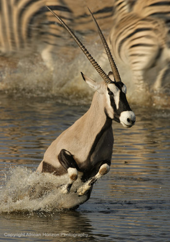 Gemsbok 113