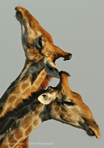 Giraffe 157