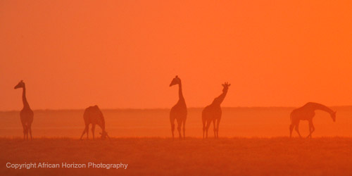 Giraffe 287