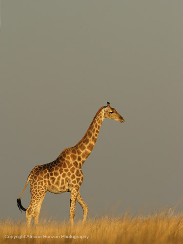 Giraffe 417