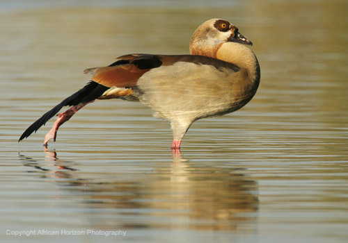 Goose Egyptian 038