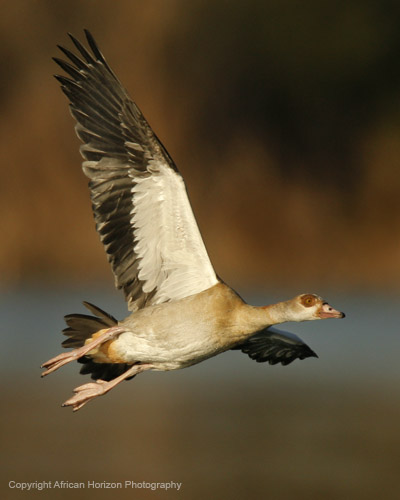Goose Egyptian 074