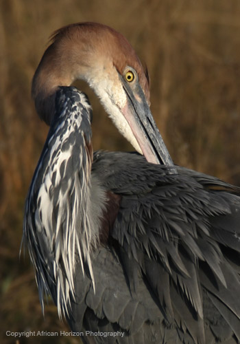 Heron Goliath 025