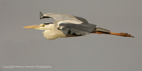 Heron Grey 129