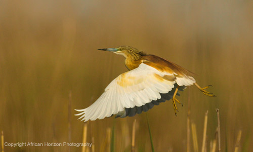 Heron Squacco 001