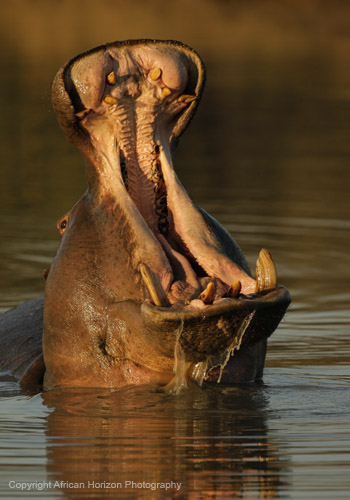 Hippo 100