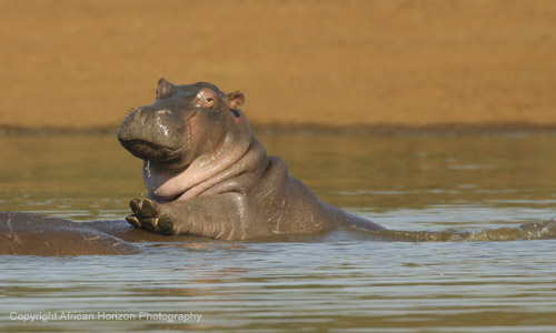 Hippo 172