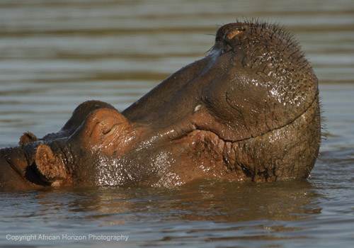 Hippo 204