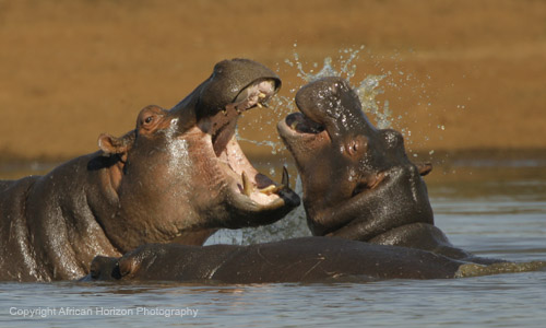 Hippo 239