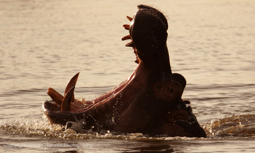 Hippo 337