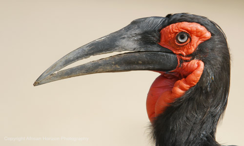 Hornbill Ground 006