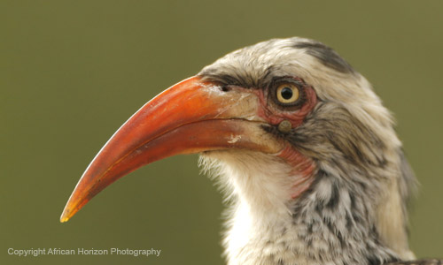 Hornbill Red-Billed 007