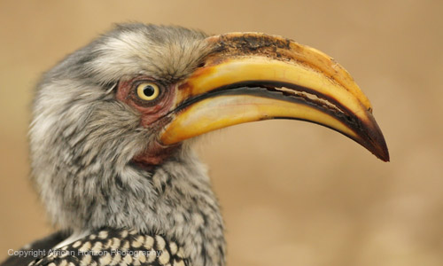 Hornbill Yellow-Billed 004
