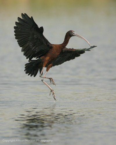 Ibis Glossy 001