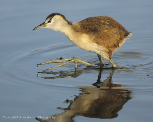 Jacana 007
