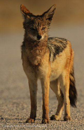 Jackal 003