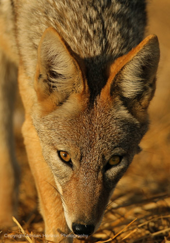 Jackal 138