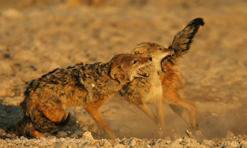 Jackal 147