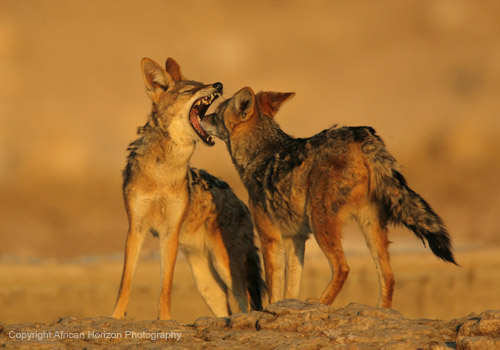 Jackal 223