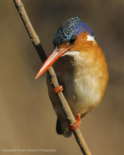 Kingfisher Malachite 010