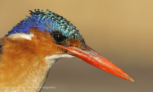 Kingfisher Malachite 012