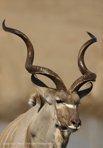 Kudu 039
