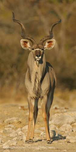 Kudu 066