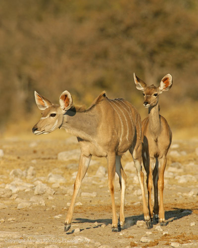 Kudu 067