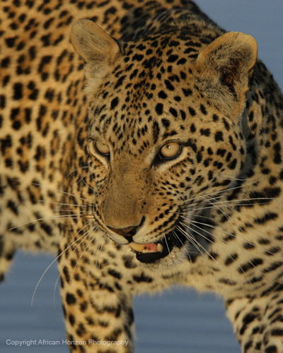 Leopard 0012