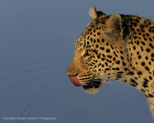 Leopard 0020
