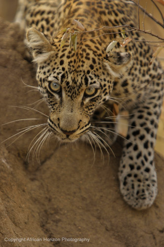Leopard 0215