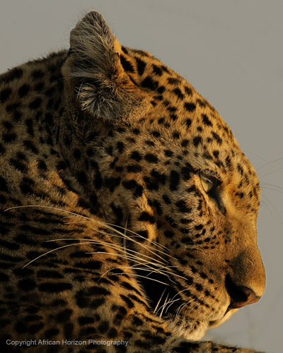Leopard 0412