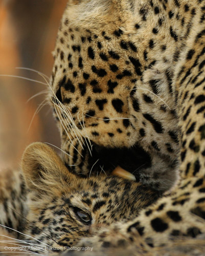 Leopard 0508
