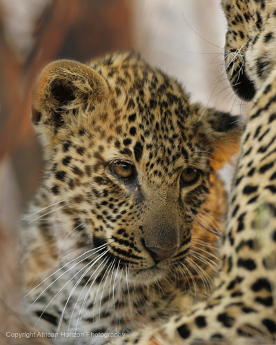 Leopard 0531