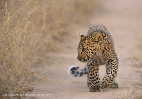 Leopard 0558
