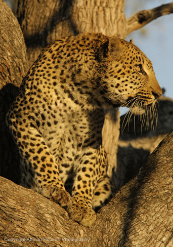 Leopard 0657