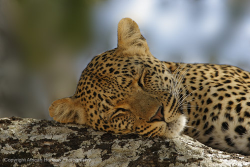 Leopard 0966