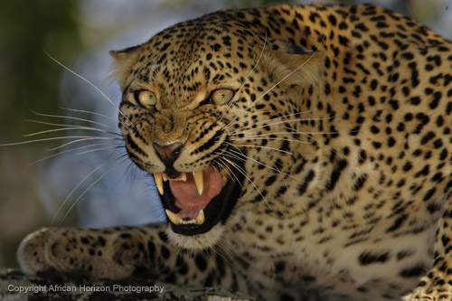 Leopard 1008