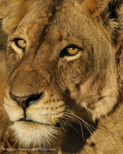 Lion 0231