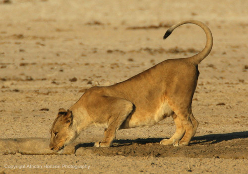 Lion 0590b