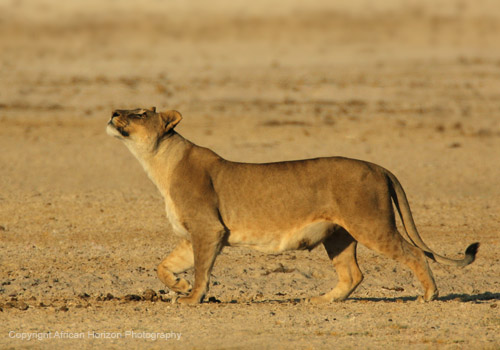 Lion 0610b