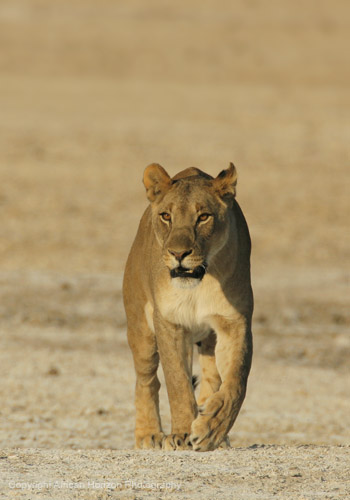 Lion 0632