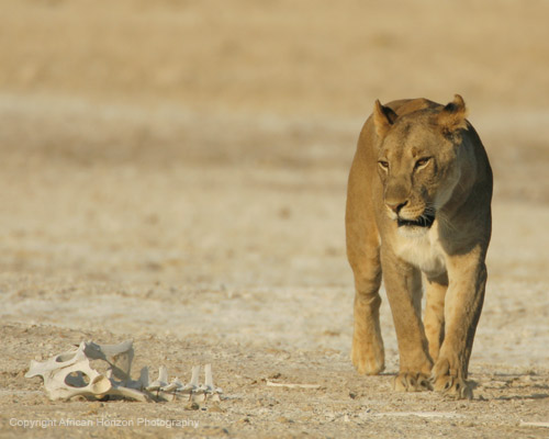 Lion 0641