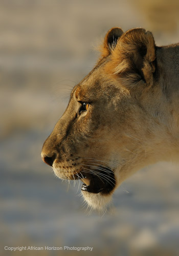Lion 0666