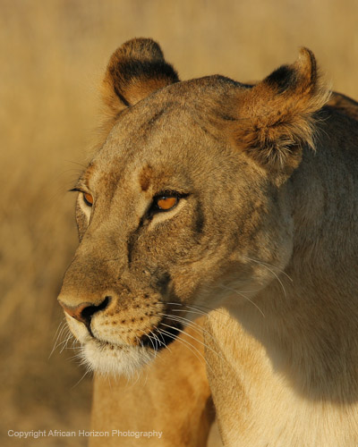 Lion 0739