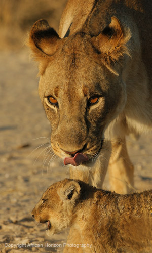 Lion 0743