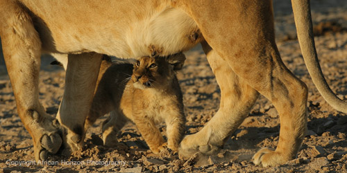 Lion 0773