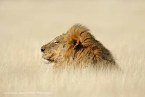 Lion 0862
