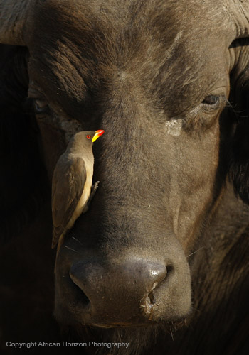 Oxpecker 008